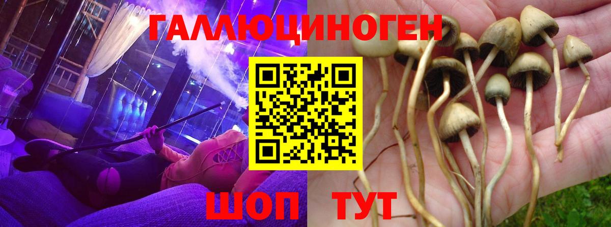 Галлюциногенные грибы Psilocybe Березники